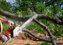 Reliable Langley Park, MD Tree Care Solutions