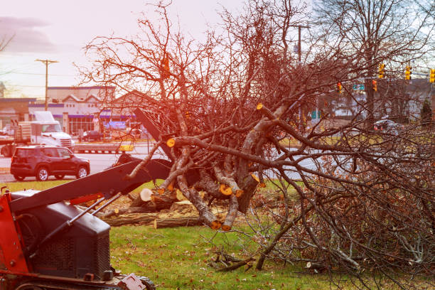 How Our Tree Care Process Works  in  Langley Park, MD